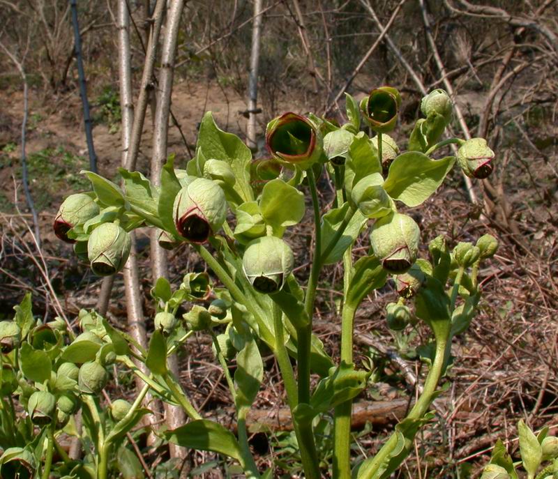 Helleborus foetidus / Elleboro puzzolente